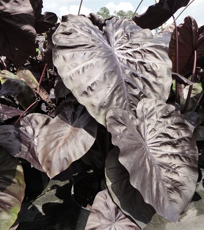 Elephant Ear Royal Hawaiian® Black Coral
